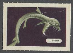 46KAW 3 Viperfish.jpg